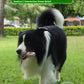 Dog Chew & Clean Buddy – Sausage-Shaped Teeth Cleaning Toy for Dogs